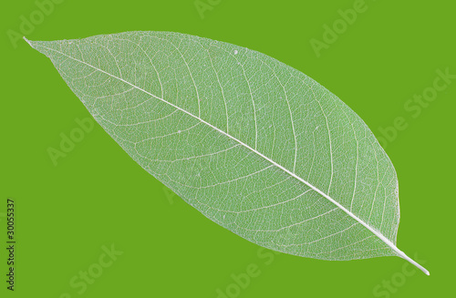 Photo: white leaf veins skeleton isolated on green white leaf veins skeleton isolated on green
