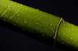 Bamboo