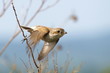Red-backed Shrike, lanius collurio Red-backed Shrike, lanius collurio