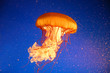 Qualle Jellyfish