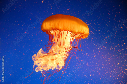 Photo: Qualle Jellyfish Qualle Jellyfish