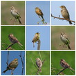 Collage Buntings,