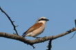 Red-backed Shrike,Lanius collurio Red-backed Shrike,Lanius collurio