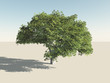 Illustration: Baum Baum