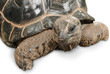 Tierportrait einer Riesenschildkröte