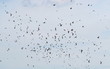 flock of birds swallows Sand Martin flock of birds swallows Sand Martin