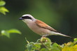 Red-backed Shrike lanius colluri Red-backed Shrike lanius colluri
