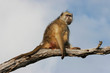 Chacma baboon sitting in a tree