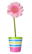 flower nature garden botany daisy bloom pot