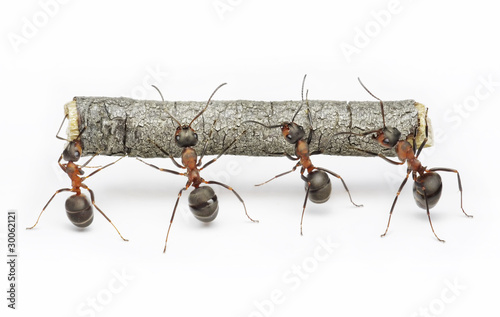  team of ants work with log, cooperation and teamwork