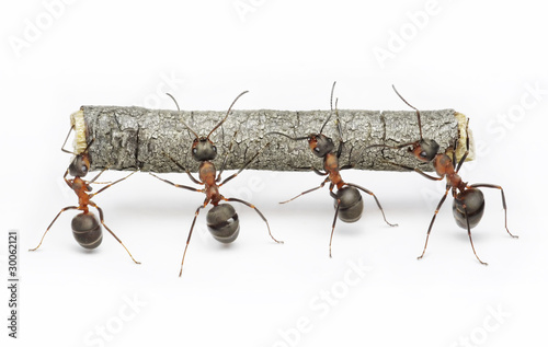 Fototapeta team of ants work with log, cooperation and teamwork