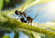 black ants fighting, macro action