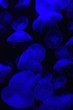 Méduses psychédéliques bleues