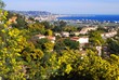 french riviera capitale mondiale du mimosa french riviera capitale mondiale du mimosa