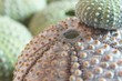 seeigel