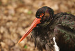 cigogne noire
