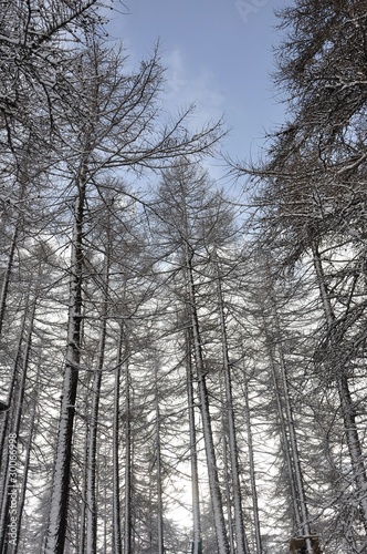 Foto: arbres de montagne 1 arbres de montagne 1