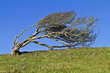 Windblown Hawthorn