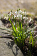 First snowdrops in winter