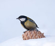 Photo: Tomtit sitting on a cedar nut Tomtit sitting on a cedar nut