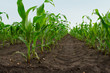 green corn plants, close-up