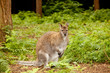 Wallaby