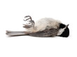 Dead Bird