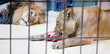 Behind bars in a zoo Behind bars in a zoo
