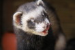 ferret portrait