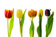 Tulpen 06