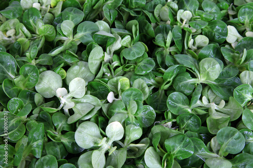 Photo: Feldsalat Feldsalat