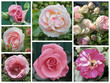 Foto: rosen collage rosen collage