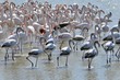 parc ornithologique
