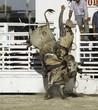 Bull Rider