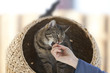 junge Katze im Kratzbaum beim füttern