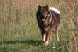 Eurasier