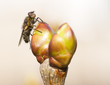 Fly Closeup