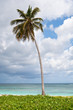 One Palm on a white sand beach near ocean in summer One Palm on a white sand beach near ocean in summer