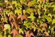 vigne vierge