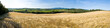champ de blé