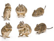 degu