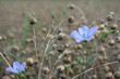 blue delicate flower of flax in the flax field