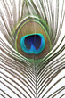 peacock feather