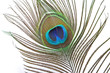 peacock feather