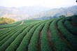 Tea Plantation