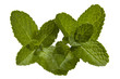 Mint on a white background