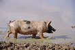 A Young pig in the mud of a pool at a Caribbean island