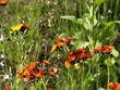 Orangerotes Habichtskraut / Hieracium aurantiacum