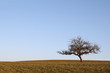 Photo: Solitary leafless tree on a hill at sunset Solitary leafless tree on a hill at sunset