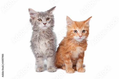 Photo: two main coon kittens two main coon kittens